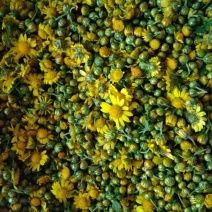野菊花散装
