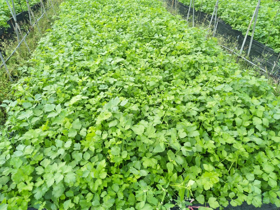 欧洲香芹田间种植场景