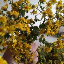 野菊花散装