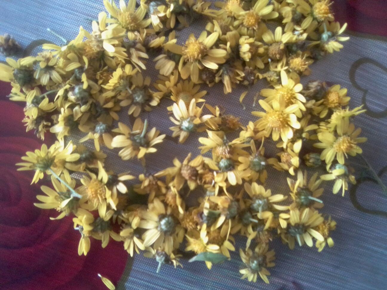 高山野菊花茶冲泡图