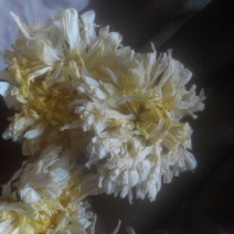 菊花茶特级