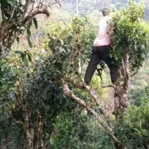 古树茶一级