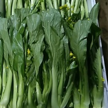 增城迟菜心40~50cm