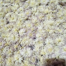 干菊花香菊