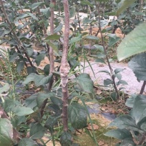 M26矮化砧苹果苗品种M9T337苹果树苗基地