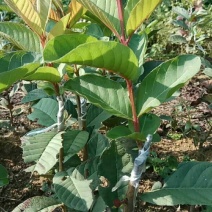 番石榴苗80~100cm