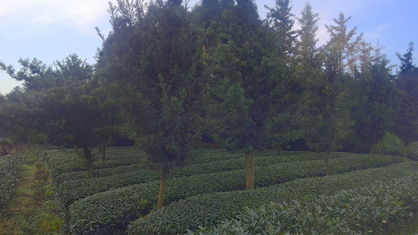 罗汉松成熟果子的特写,展示其蓝黑色果皮与种托结构 罗汉松果子的植物学结构