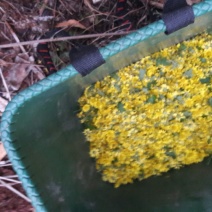 野菊花散装