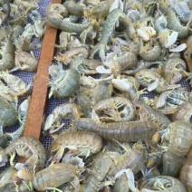 皮皮虾活虾