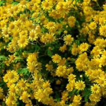 野菊花袋装
