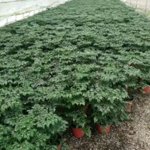 幸福树50~80cm，可视频图片看货种植基地批发