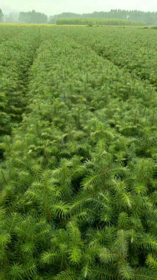 [杉树苗批发]杉树苗自产自销,不需要任何介绍费用.
