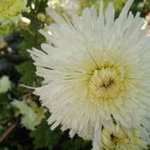 菊花茶一级