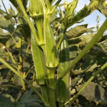 黄秋葵10~12cm