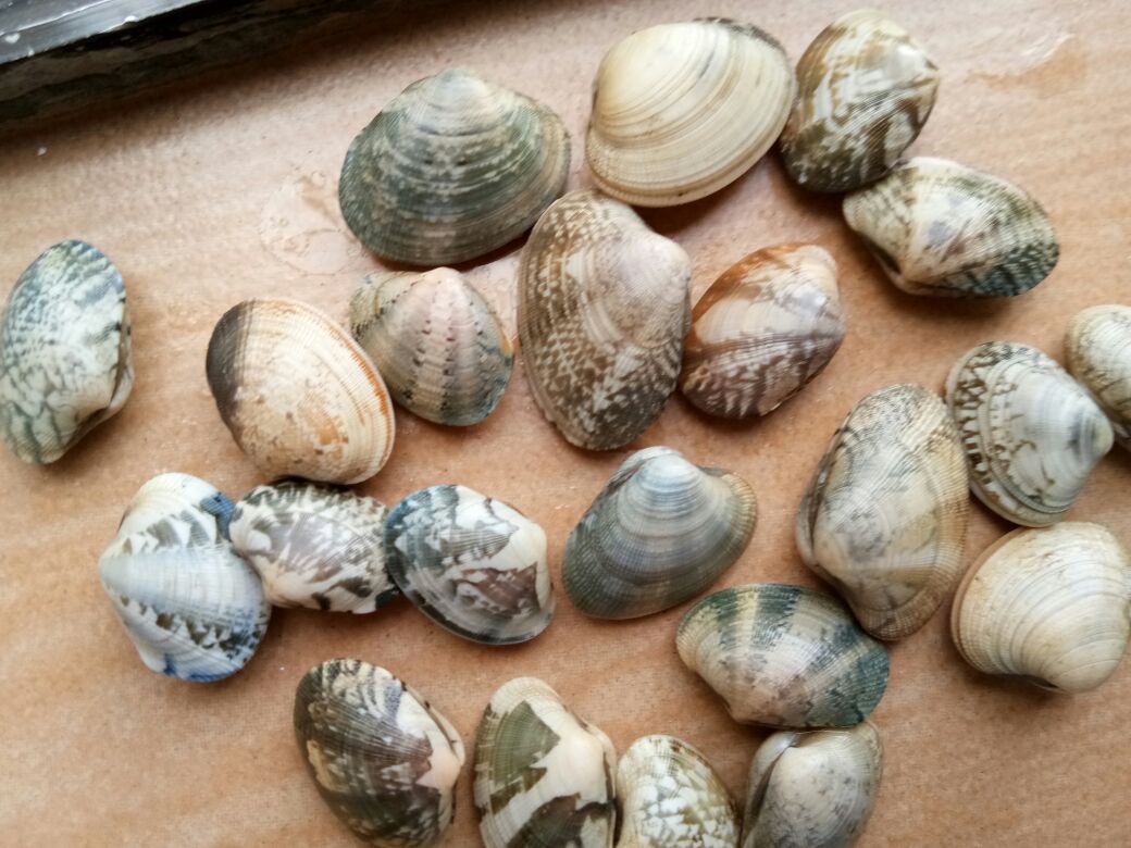 左侧为花蛤(菲律宾蛤仔),外壳呈椭圆形,表面有明显放射状纹理和多彩斑纹;右侧为黄蚬子(光滑樱蛤),壳体近三角形,表面光滑,颜色以淡黄为主,边缘略带浅褐色条纹。两者并列摆放于白色瓷盘中,背景为浅灰色台面,用于直观展示形态差异 花蛤与黄蚬子对比图