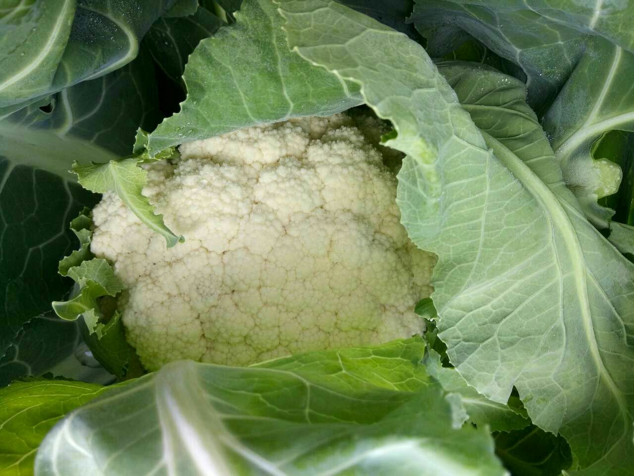 松花菜料理准备全过程示意图