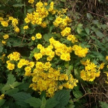 野菊花散装