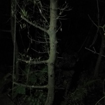 罗汉松树桩5~10cm