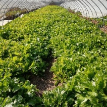 荠菜10cm以上