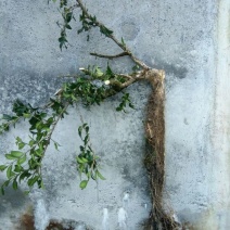 造型树