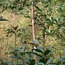 桂花苗80~120cm