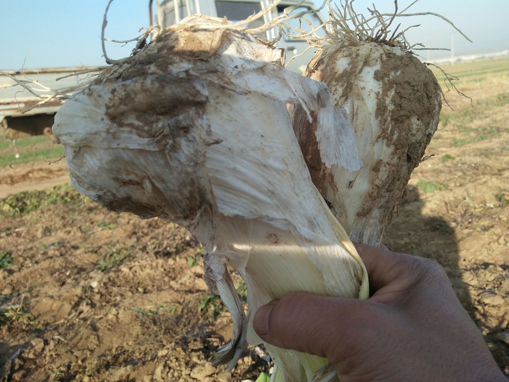 汉源花椒与章丘大葱根实物对比特写
