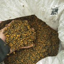 野菊花散装