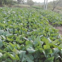 红菜苔10~15cm