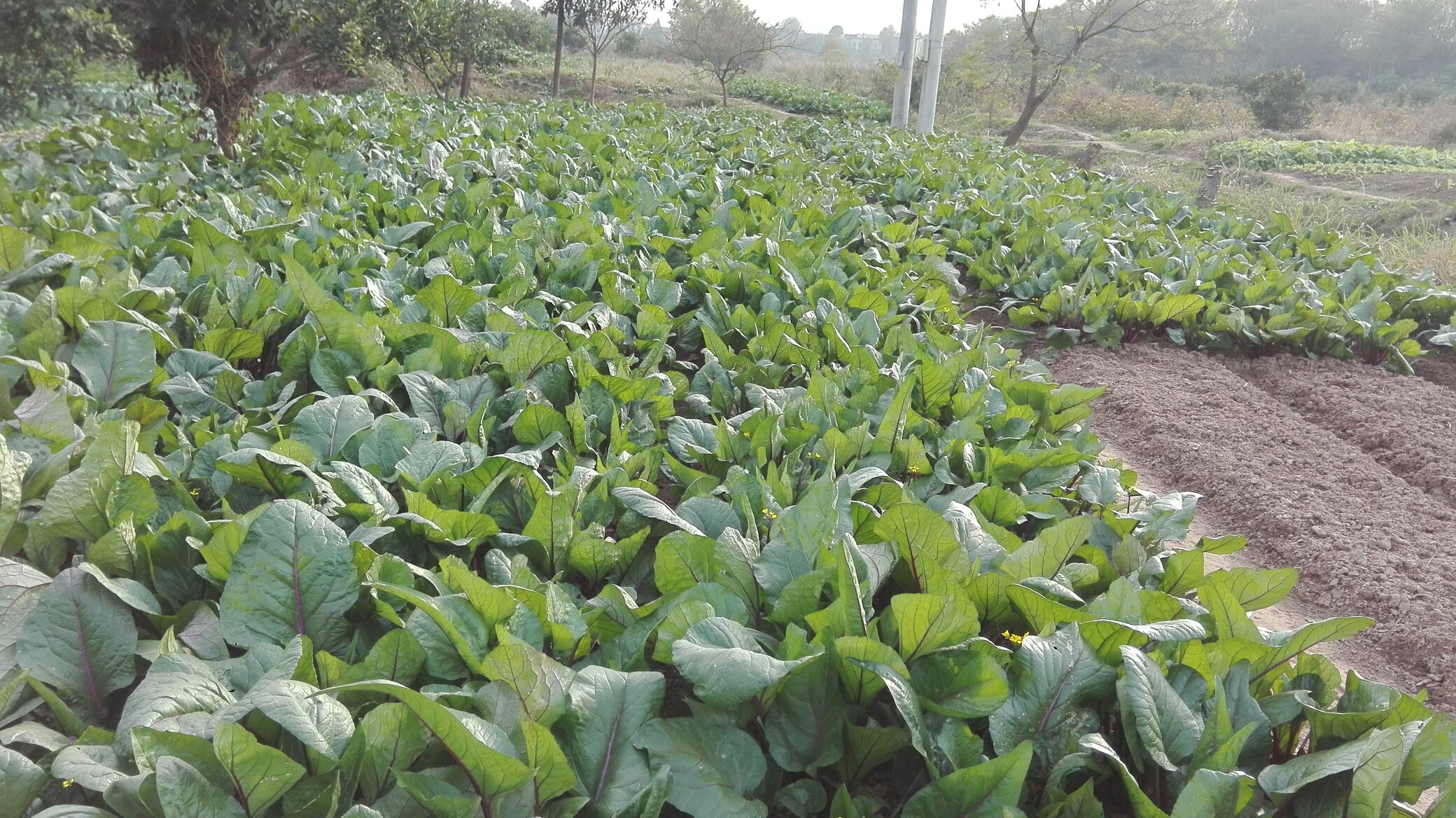红菜苔采摘体验活动场景