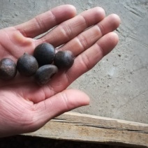 油菜籽1级