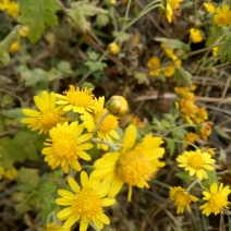 野菊花散装