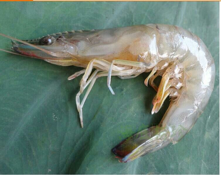 海带钩虾附着在海带叶片上