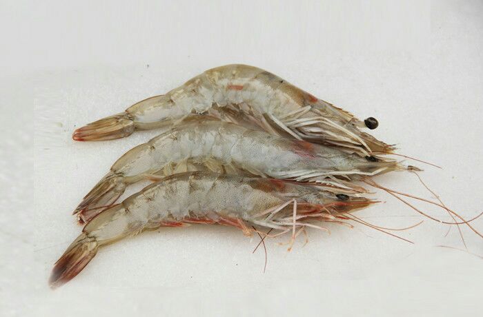 小葱虾皮炒饼子食材展示图