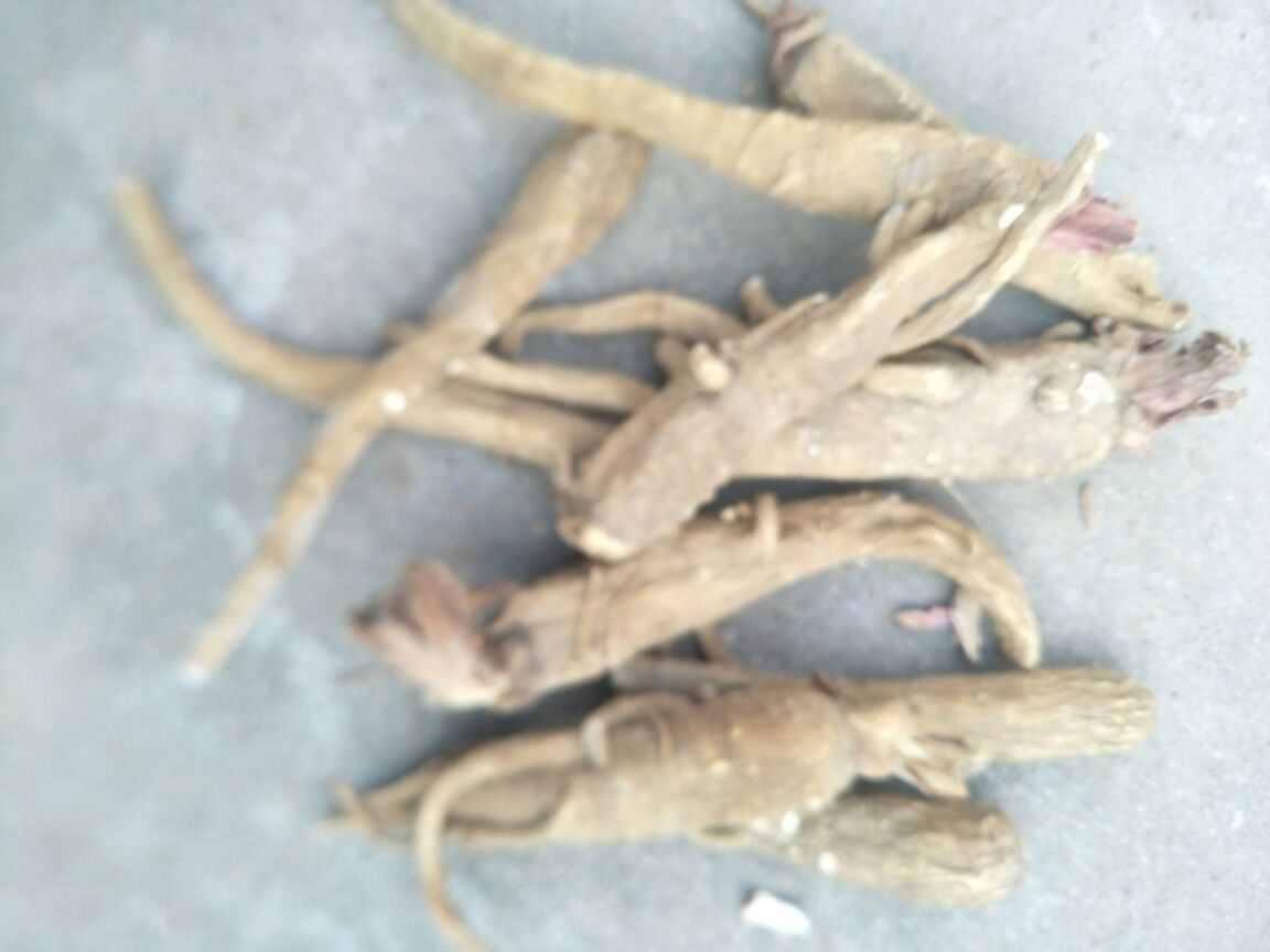 干燥的白芷根呈圆锥形,表面灰黄色至淡黄棕色,有纵向皱纹和横向皮孔,断面白色或灰白色,质地坚硬,气味芳香浓郁,带有微微辛辣感 白芷药材与切片特写