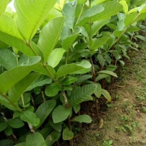 西瓜番石榴苗30~50cm