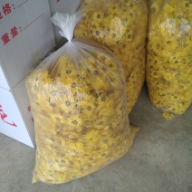 金丝皇菊茶一级