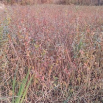 水腊50~80cm