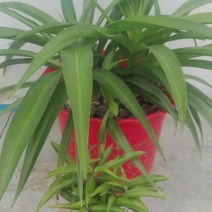 吊兰70~90cm