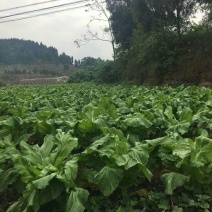 儿菜5两以上