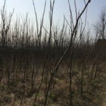 楠木1.5~2m4~6cm