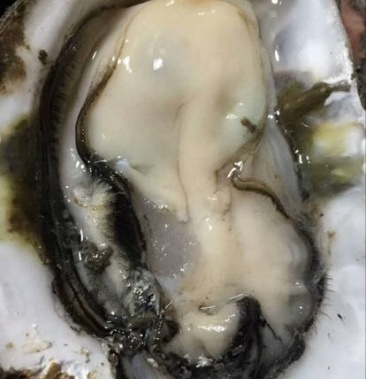 [生蚝批发]长牡蛎 人工养殖 鲜活 0.5只/kg价格1.80元/斤 - 一亩田