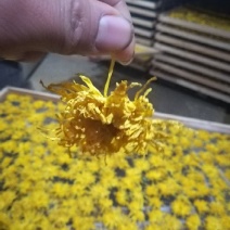 菊花茶二级
