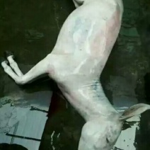 驴肉驴肉批发带皮驴肉