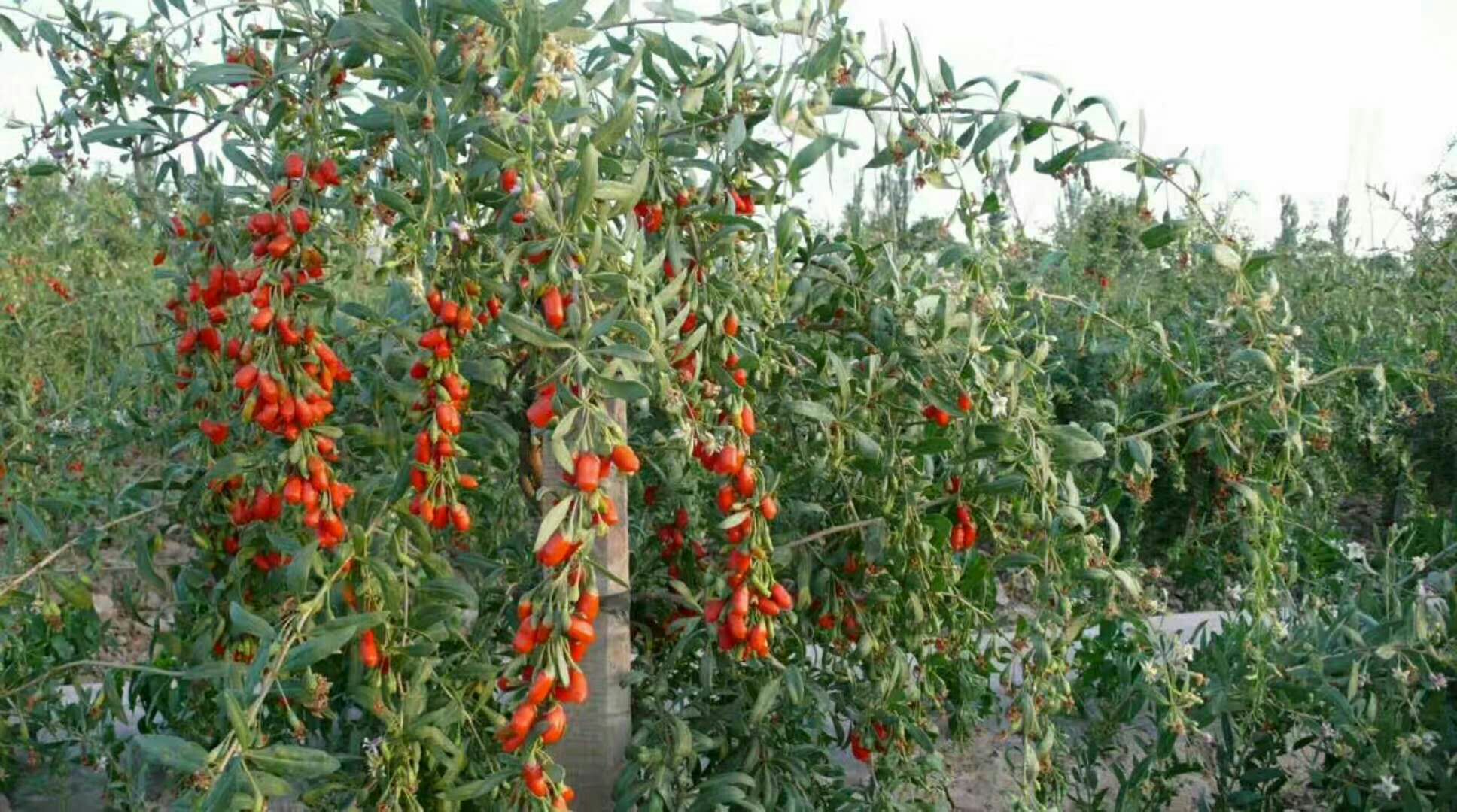 一张横向排列的植物果实对比图:左侧为罗汉松的红色种托带种子特写,中间为紫黑色成熟桑葚簇生枝头,右侧为鲜红枸杞成串悬挂;背景为自然光照下的植物叶片,用于直观区分可食与不可食物种 对比图:左侧为罗汉松红色种托,右侧为可食用桑葚与枸杞