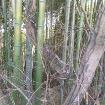 绿竹4~5m