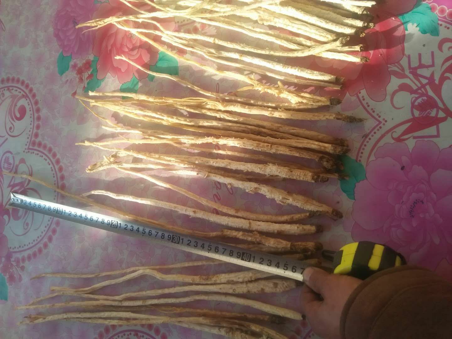 实验室场景中,显微镜下显示北沙参横切面的维管束排列呈菊花状结构;右侧为高效液相色谱仪(HPLC)图谱,标示出香豆素类成分的出峰位置与浓度;桌上放置样品瓶、记录本与检测报告 北沙参显微结构与化学检测图