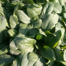 黑叶菠菜小菠菜