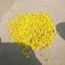 野菊花散装
