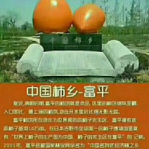 柿饼1~2两