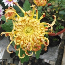 菊花四季欧州菊，九月菊